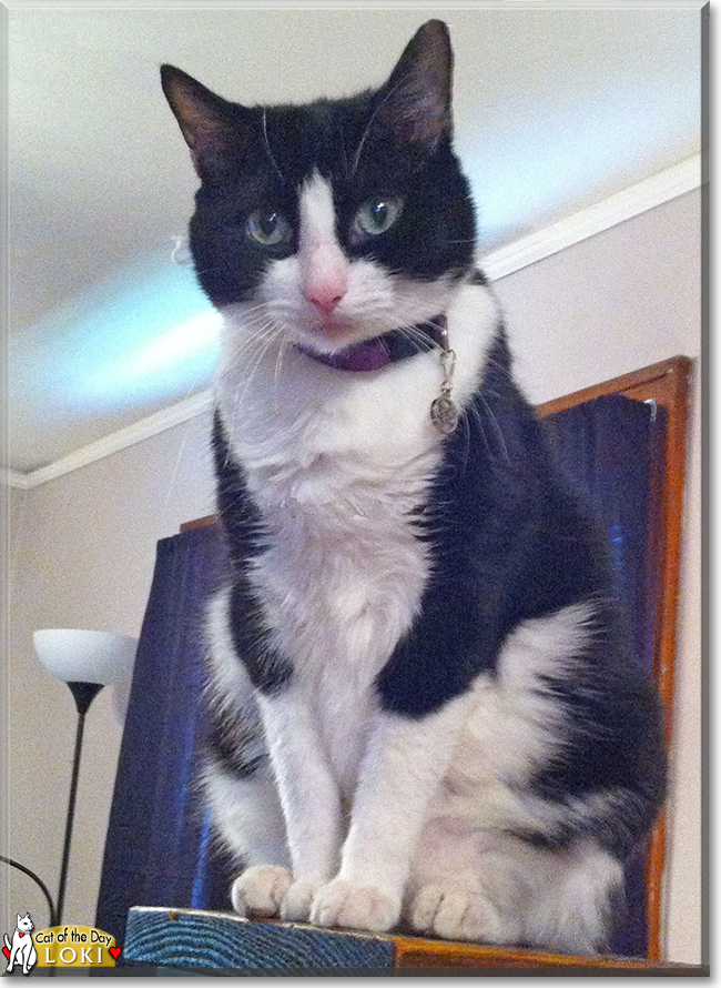 Loki the Tuxedo Cat, the Cat of the Day