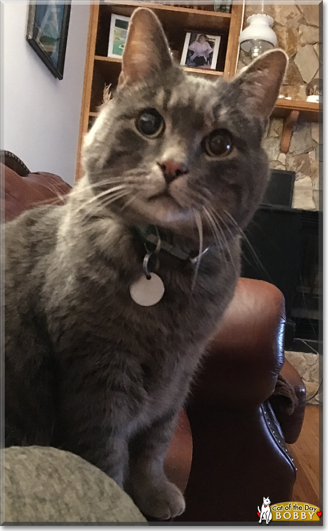 Bobby the Grey Tabby, the Cat of the Day