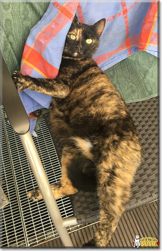 Suse the Tortoiseshell Cat, the Cat of the Day