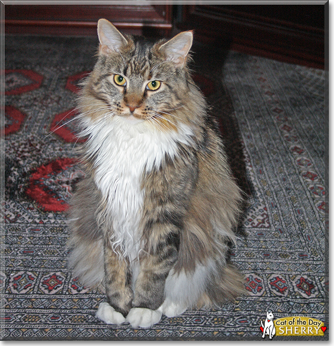 Sherry the Maine Coon, the Cat of the Day