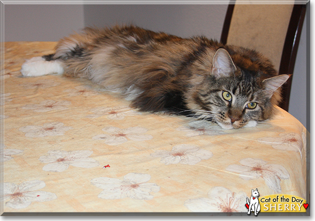 Sherry the Maine Coon, the Cat of the Day