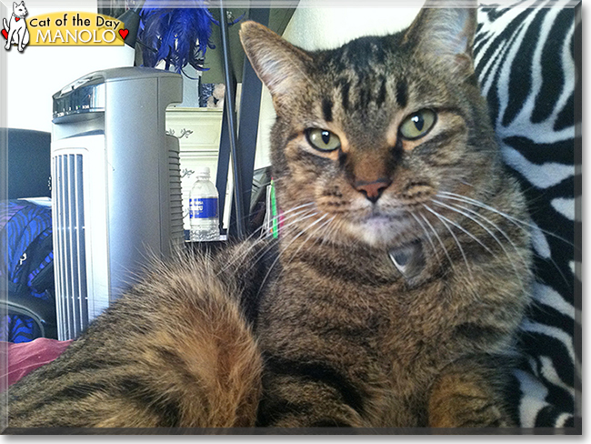 Manolo the Tabby, the Cat of the Day