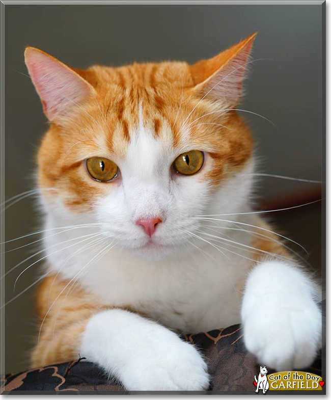 Garfield the Domestic Shorthair, the Cat of the Day