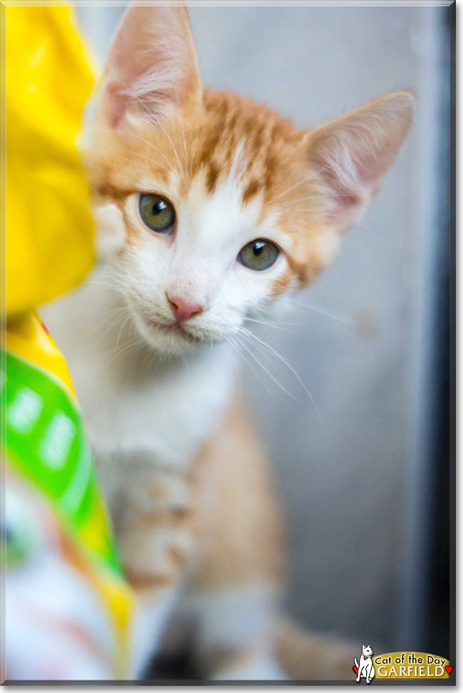 Garfield the Domestic Shorthair, the Cat of the Day