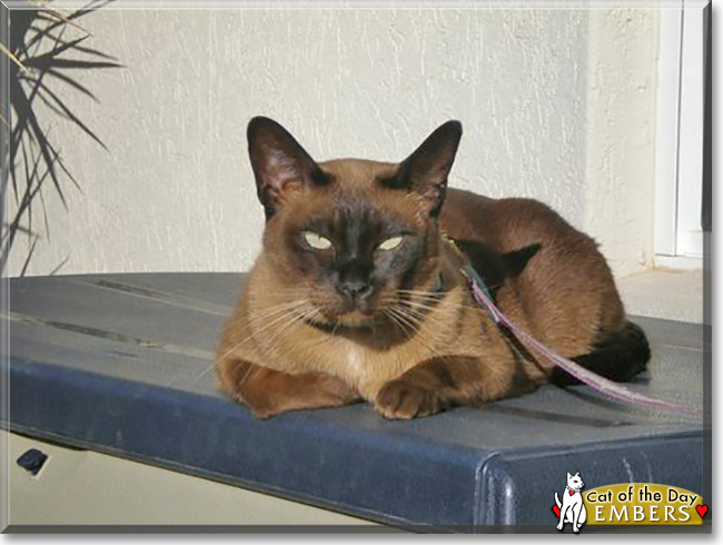 Embers the Tonkinese, the Cat of the Day
