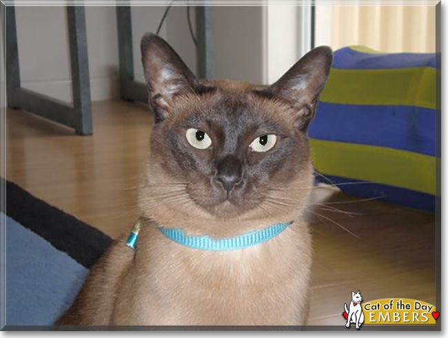 Embers the Tonkinese, the Cat of the Day