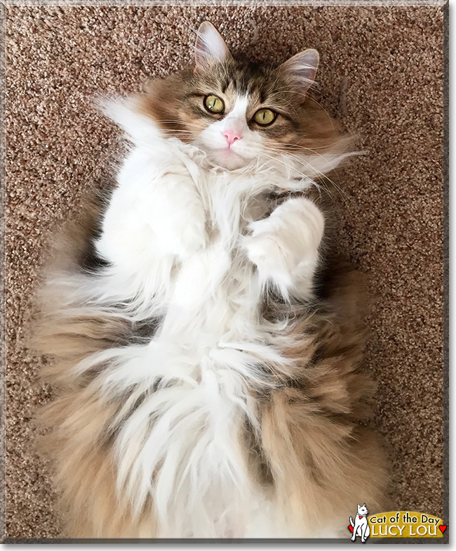 Lucy Lou the Maine Coon Cat