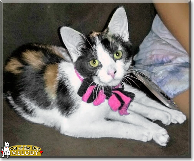 Melody the Calico Cat
