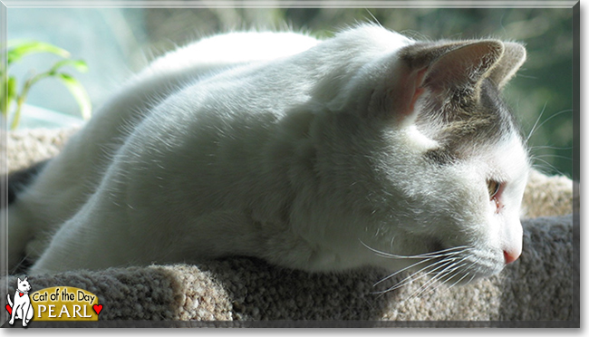 Pearl the Shorthair Cat