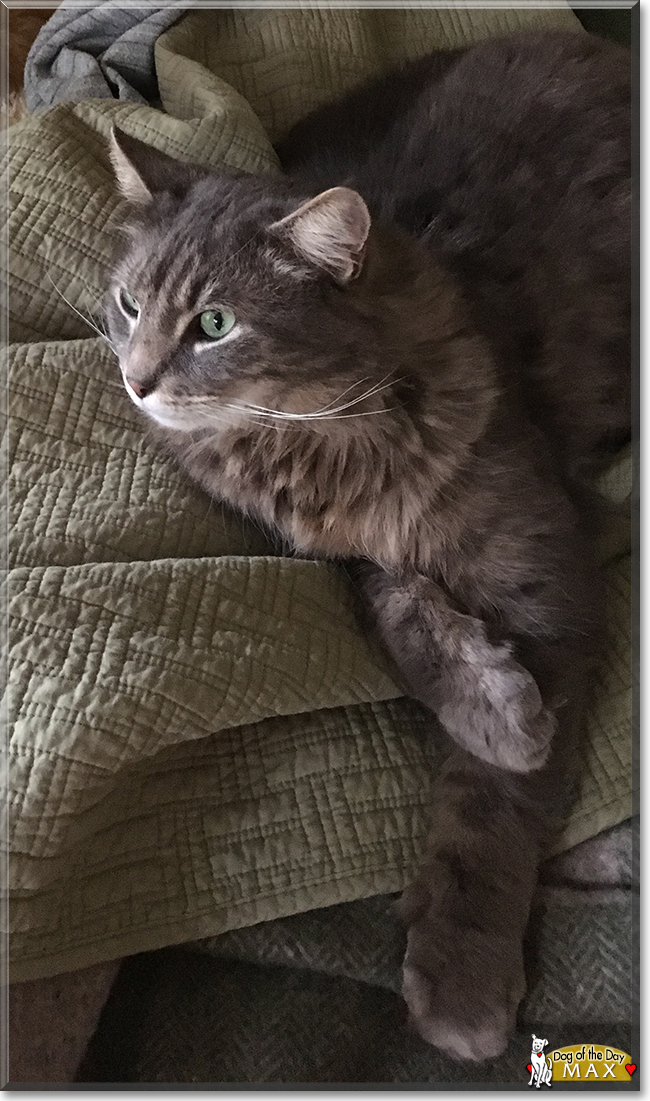 Max the Medium-hair Cat