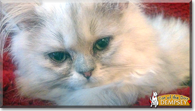 Dempsey the Persian, the Cat of the Day