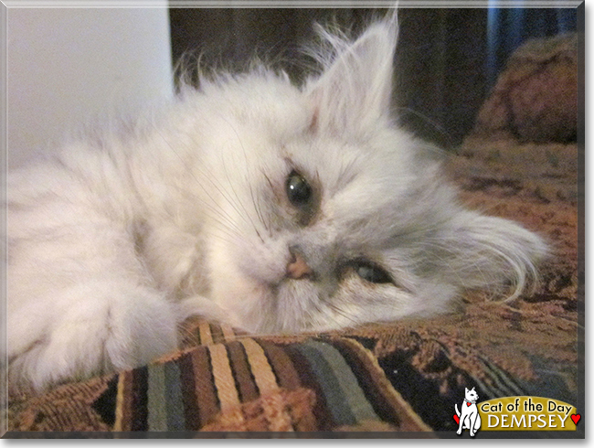 Dempsey the Persian, the Cat of the Day