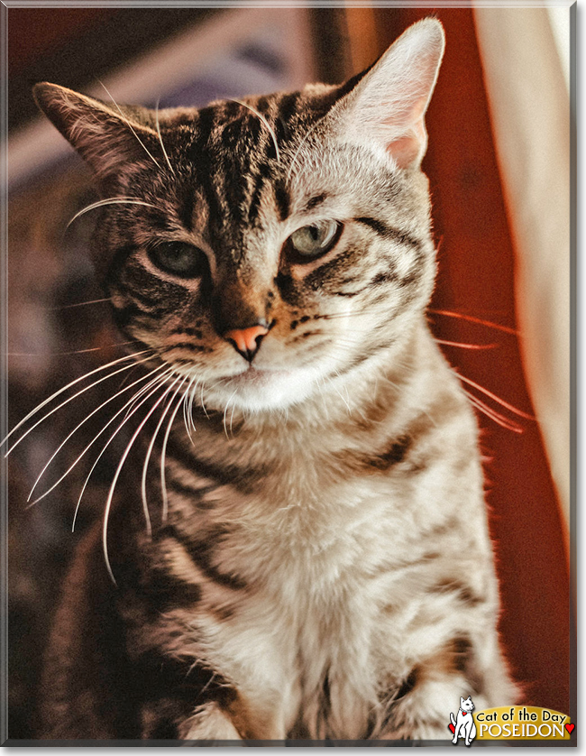 Poseidon the American Shorthair, the Cat of the Day
