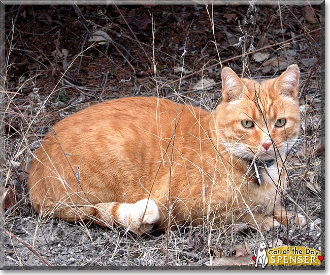 Spenser the Domestic Shorthair Orange Tabby, the Cat of the Day