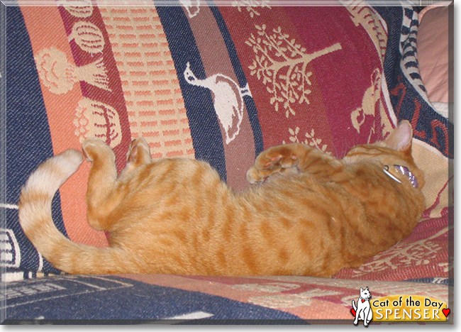 Spenser the Domestic Shorthair Orange Tabby, the Cat of the Day