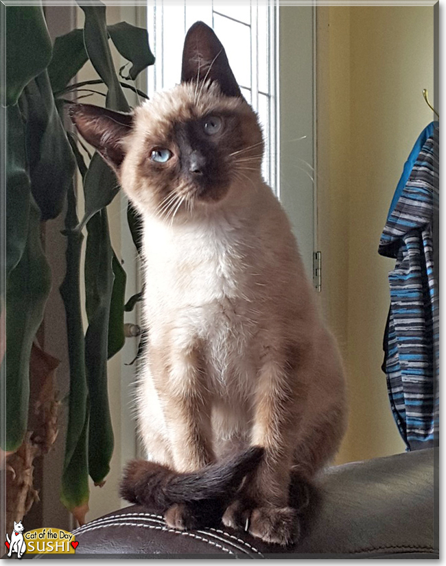 Sushi the Siamese, the Cat of the Day