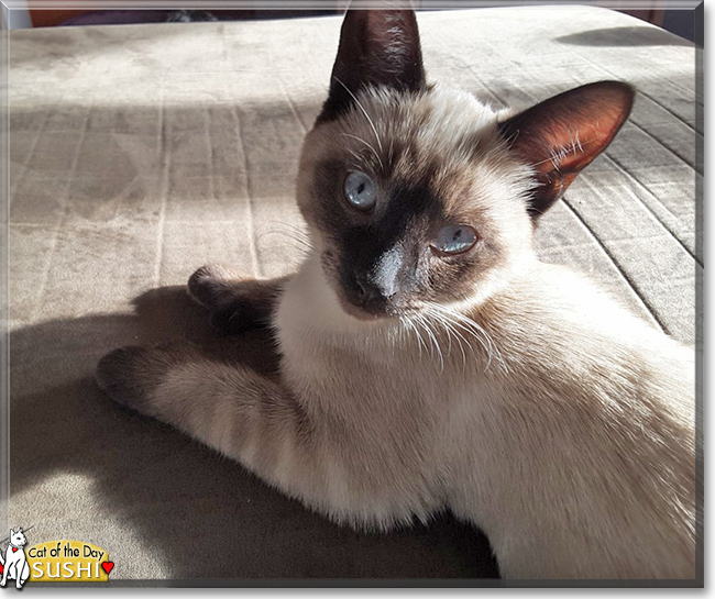 Sushi the Siamese, the Cat of the Day