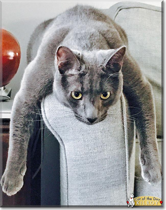 Kilroy the Shorthair Cat, the Cat of the Day