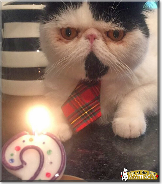 Mattingly the Exotic Shorthair, the Cat of the Day