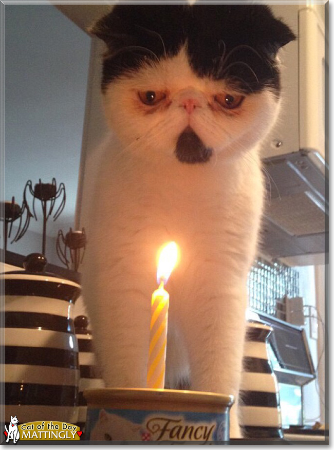 Mattingly the Exotic Shorthair, the Cat of the Day