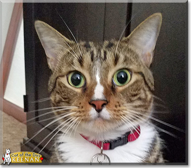 Keenan the Tabby, the Cat of the Day