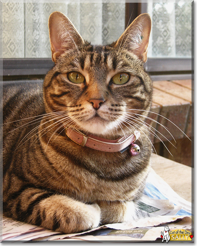 Sally the Tabby, the Cat of the Day