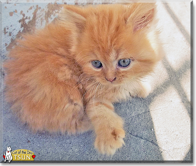 Tsun the Persian Cat, the Cat of the Day