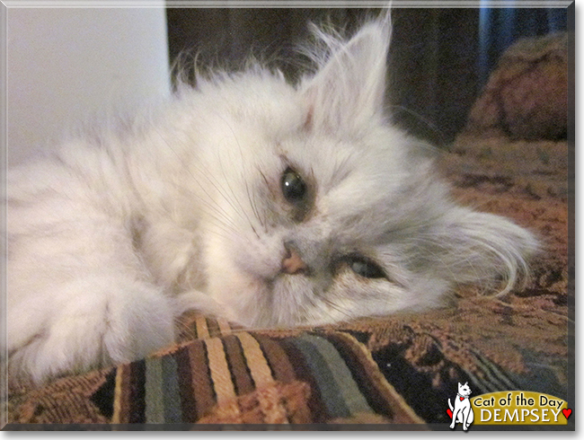 Dempsey the Persian Cat, the Cat of the Day
