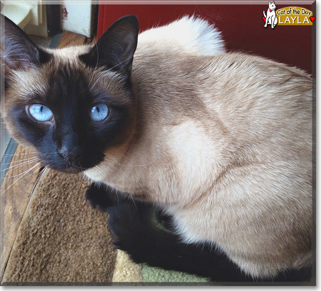 Sadie-Mae the Siamese mix, the Cat of the Day