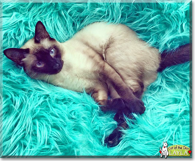 Sadie-Mae the Siamese mix, the Cat of the Day