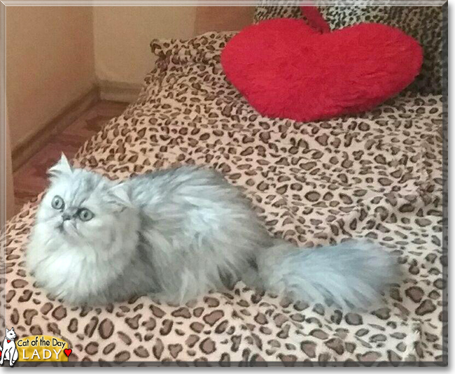 Lady the Persian Cat