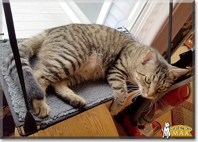 Max the Brown Tabby, the Cat of the Day
