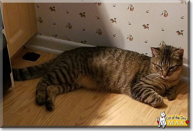 Max the Brown Tabby, the Cat of the Day