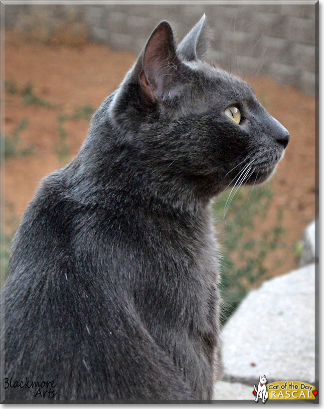 Rascal the Russian Blue mix, the Cat of the Day