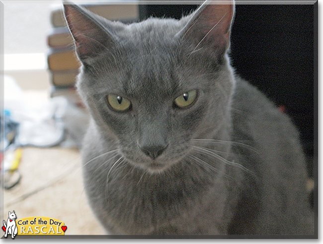 Rascal the Russian Blue mix, the Cat of the Day