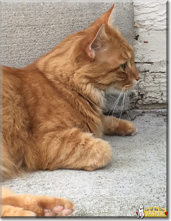Jasper the Orange Tabby, the Cat of the Day