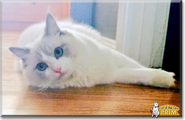 Prim the Ragdoll, the Cat of the Day