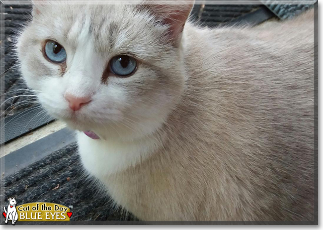 Blue Eyes the Siamese mix, the Cat of the Day
