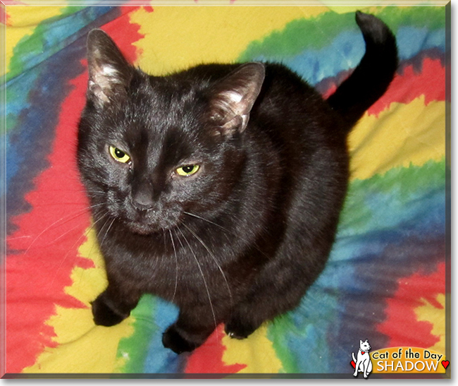 Shadow the American Shorthair Mix, the Cat of the Day
