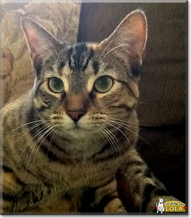 Lola the Domestic Tabby Mix, the Cat of the Day