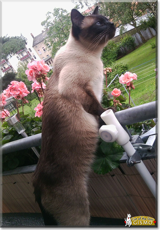 Gismo the Siamese Cat, the Cat of the Day