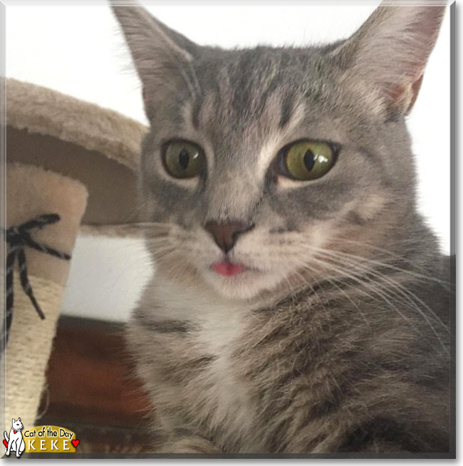 Keke the Grey Tabby, the Cat of the Day