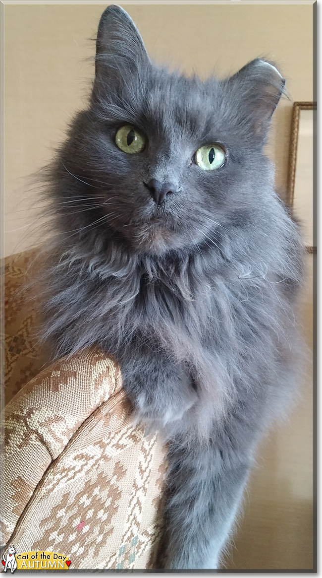 Autumn the Domestic Longhair, the Cat of the Day