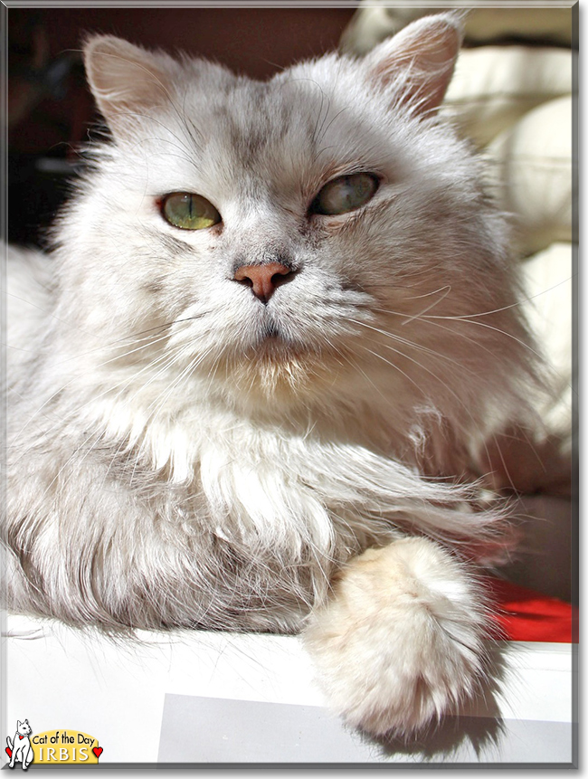 Irbis the Chinchilla Persian mix, the Cat of the Day