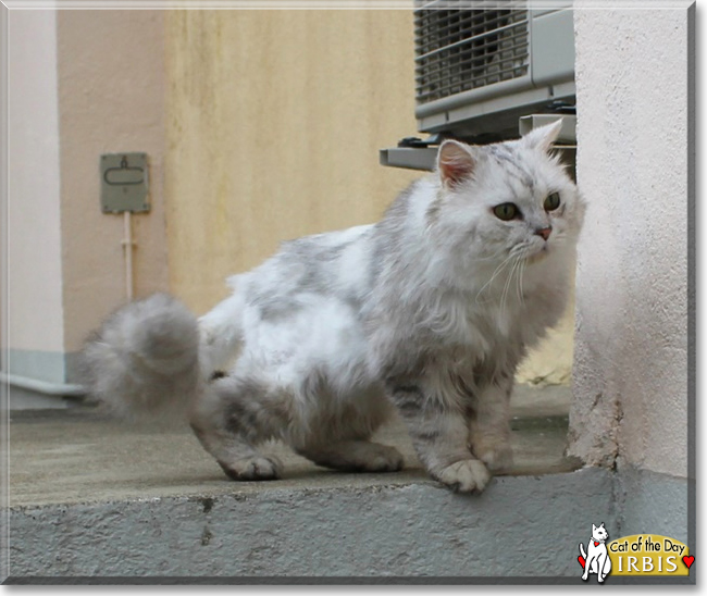 Irbis the Chinchilla Persian mix, the Cat of the Day