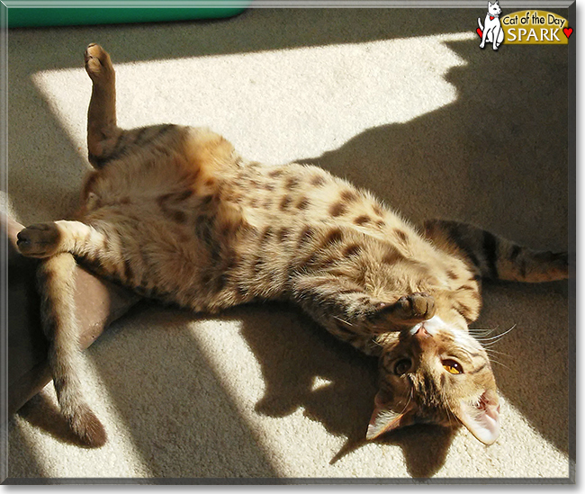 Spark the Ocicat, the Cat of the Day