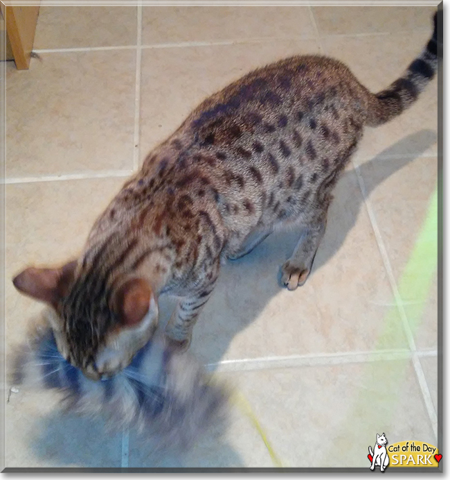 Spark the Ocicat, the Cat of the Day