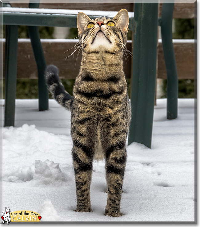 Calvin the Ocicat the Cat of the Day