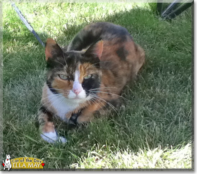 Ella May the Calico, the Cat of the Day