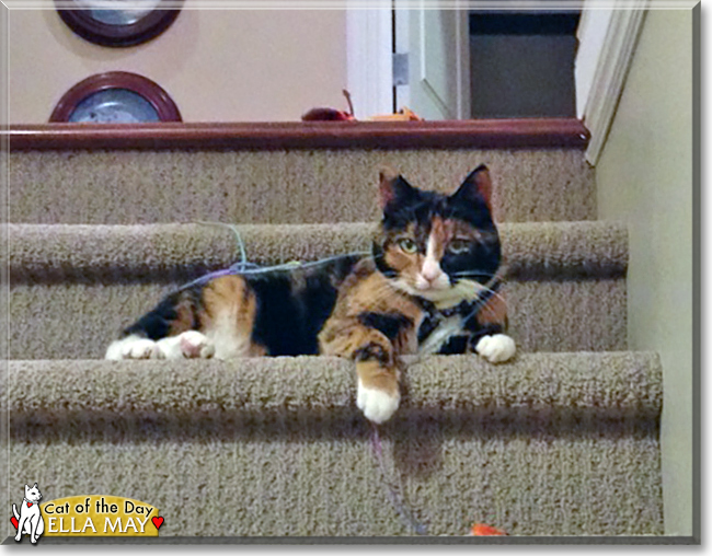 Ella May the Calico, the Cat of the Day